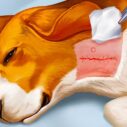 Dog Hospital 4 dog hospital 1