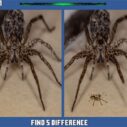 Spider Hidden Difference 4 spider hidden difference 1